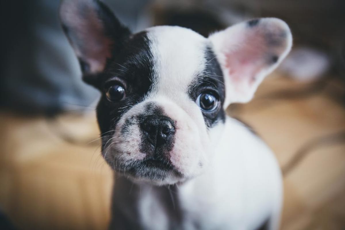 Visita de cachorros