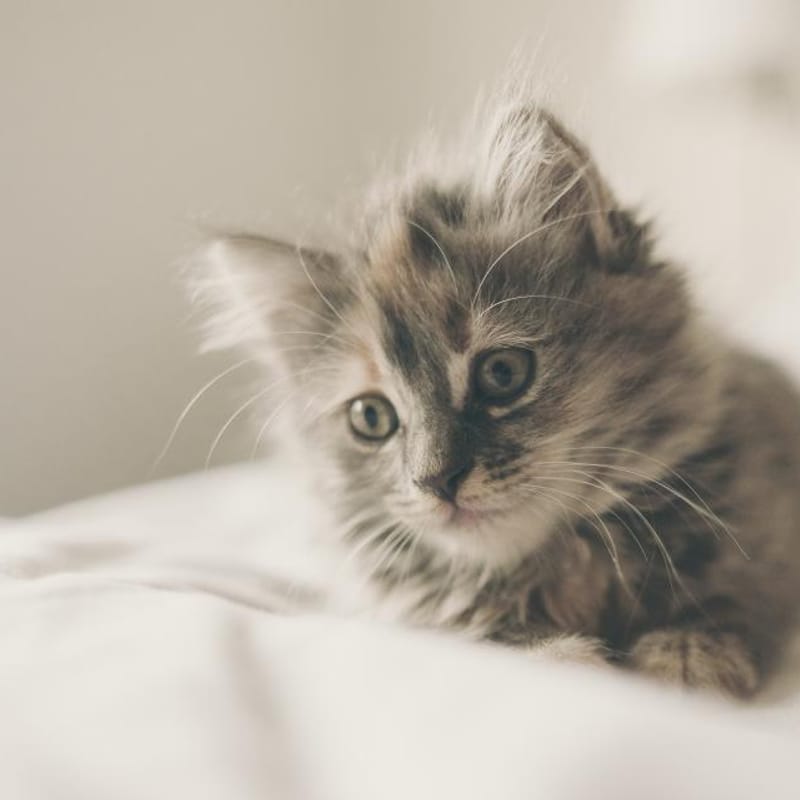Gatito descansando